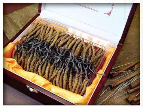 兰坪冬虫夏草回收